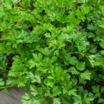 Aromatiques - Persil Gigante d'Italie (Géant d'Italie) - face recto